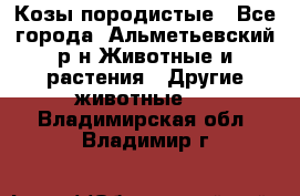 Козы породистые - Все города, Альметьевский р-н Животные и растения » Другие животные   . Владимирская обл.,Владимир г.